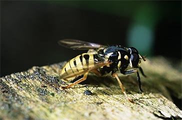 Schwebfliege (Familie Syrphidae)