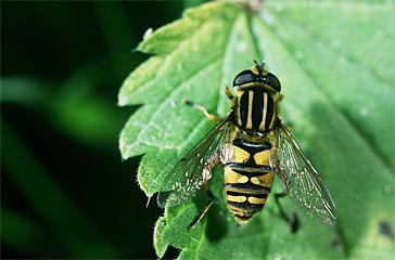 Schwebfliege Helophilus pendulus (Familie Syrphidae)