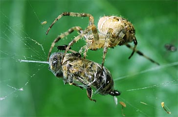 Kreuzspinne mit Honigbiene und Fliegen (Familie Araneidae)