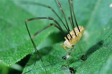 Weberknecht beim Verzehr eines Insekts