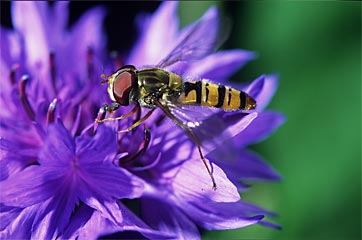 Winterschwebfliege Episyrphus balteatus (Familie Syrphidae)