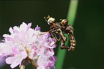 Dickkopffliegen (Familie Conopidae)