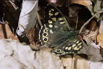 Waldbrettspiel Pararge aegeria (Familie Satyridae)