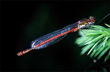 Frühe Adonislibelle Pyrrhosoma nymphalus (Familie Coenagriidae)